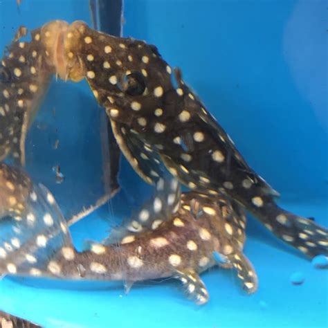 Large spot Snowball pleco for sale | Exotic Fish Shop | 774-400-4598