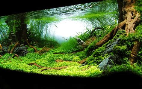 120 gallon aquarium - Google Search | cool stuff | Aquarium, Aquarium ...