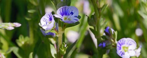 Thyme-leaved speedwell - Diverse Gardens