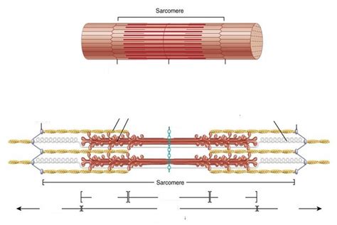 4.2.4-4.2.5: Sarcomere Diagram | Quizlet