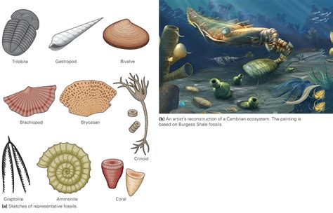 Taxonomy and Identiﬁcation of fossils ~ Learning Geology