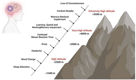 The Brain at High Altitude | Encyclopedia MDPI