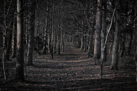 Spooky Forest Wallpaper (68+ images)