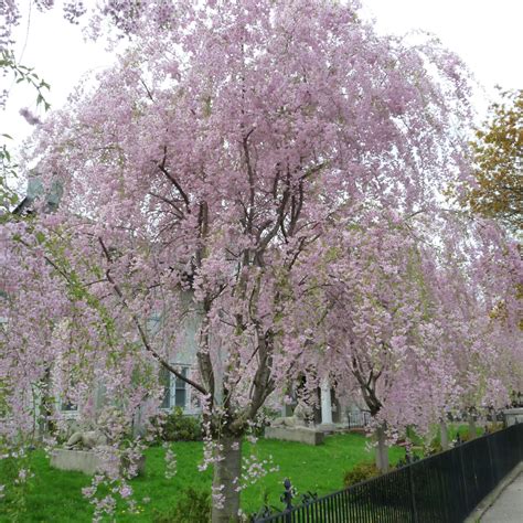 Mahoney's Garden Centers | Cherry Blossom - Weeping Higan - 4 FT - #15 ...