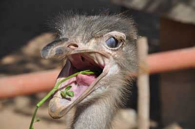 Ostrich: (Facts + Diet + Habitat ) - Science4Fun