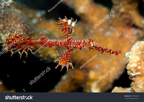 Small Red Sea Dragon Stock Photo 637849201 | Shutterstock