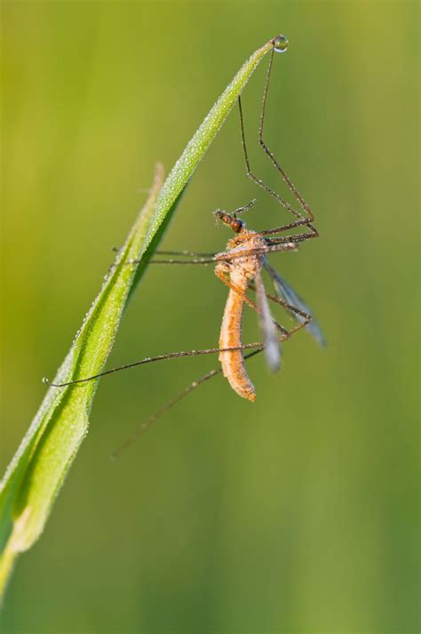 Giant Mosquitoes Invade Florida: Entomologist Reveals Reality Of ...