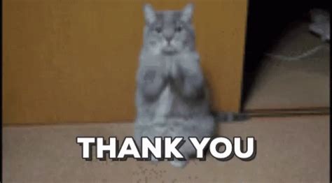 Thank You Cat GIF - Thank You Thank Cat - Discover & Share GIFs