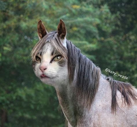 Horse With a Cat's Face | Funny Artist's Photos of Cats as Other ...