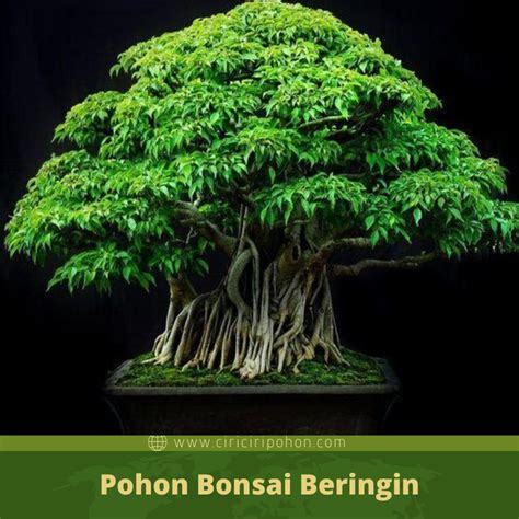 Cara Merawat Pohon Bonsai Beringin yang Baik dan Benar - Ciriciripohon.com