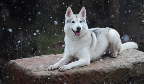 Northern Inuit Dog - Temperament, Lifespan, Shedding, Puppy