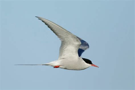 How Fast is the Arctic Tern?