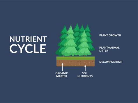 Nutrient Cycle: From Inorganic to Organic Material - Earth How