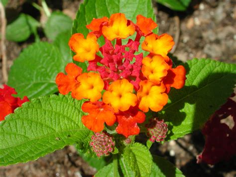 Flower of Lantana Camara | Nature Photo Gallery