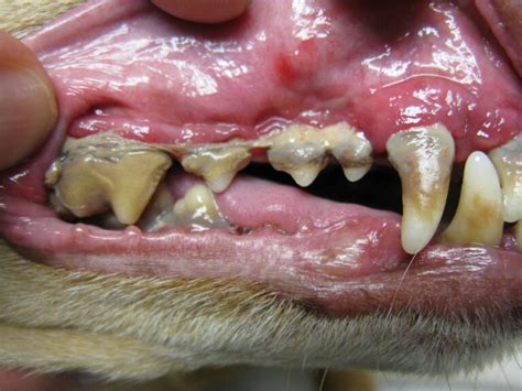 8 Common Cat Dental Problems and How to Deal with Them - 2024 Guide - EDM Chicago