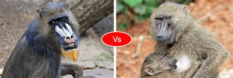 Baboon vs Mandrill vs Monkey difference and comparison