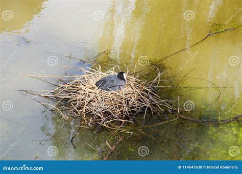 Coot on nest stock photo. Image of wildlife, float, breed - 114647838