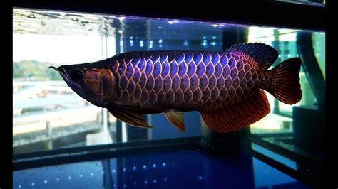 Malaysian Golden Blue base, arowana for sale, Best Fish shop1