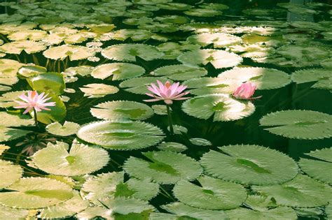 Free stock photo of green, lotus, pond