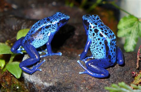 Blue Poison Dart Frog– Facts, Size, Diet, Pictures