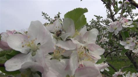 Fruit Tree Pollination - YouTube