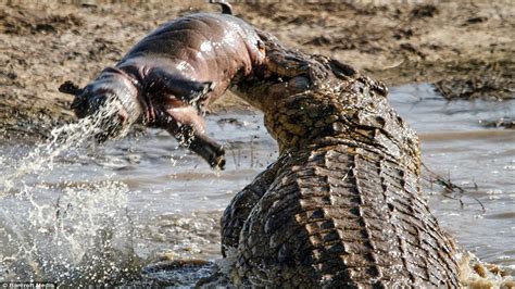 Crocodile eating : Hippo , boar , Turtle... |The Horrific Bites and Crushed Prey In A Flash ...