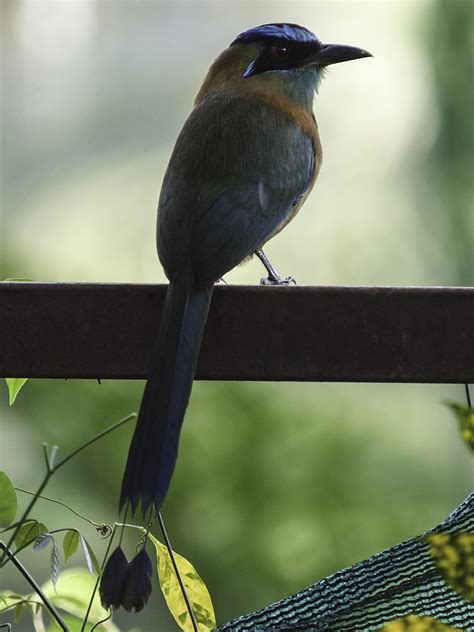 Capt Mondo's Photo Blog » Blog Archive » Turquoise-browed Motmot