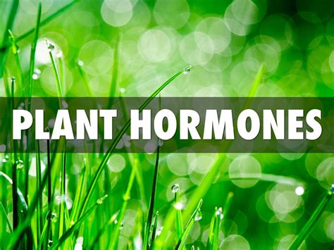 Plant Hormones by Ann Michael Merritt