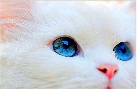 White Kitten Blue Eyes, Cats, White, Kitten, Blue, Animals, Eyes, HD ...