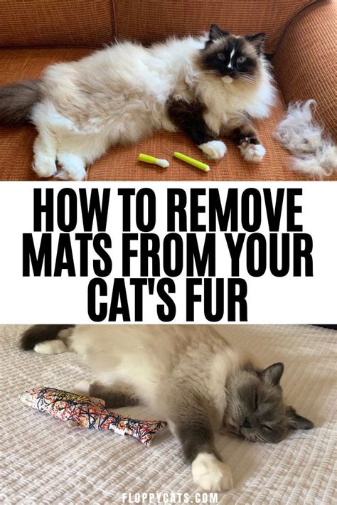 Cat Matted Fur: Tips and Tricks to Remove Cat Mats | Cat mat, Cat pet ...