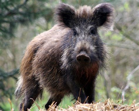 Wild Boar - Facts, Diet, Habitat & Pictures on Animalia.bio | Pig ...