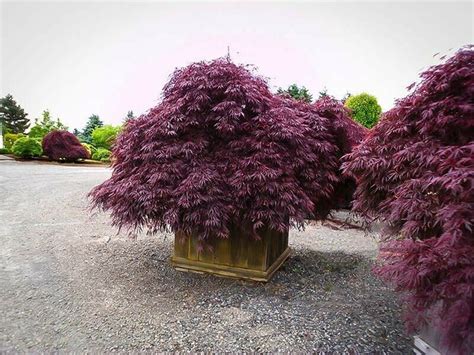 20 Purple Japanese Maple Tree Bonsai Seeds Heirloom Rare Colorful Lawn ...