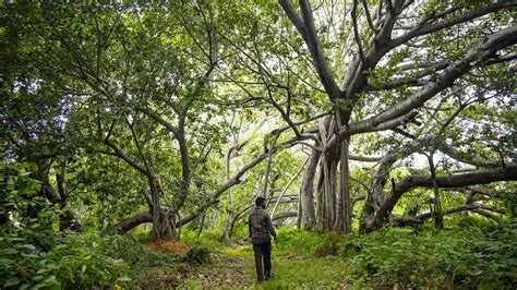 Thimmamma Marrimanu: The world’s largest single tree canopy - BBC Travel