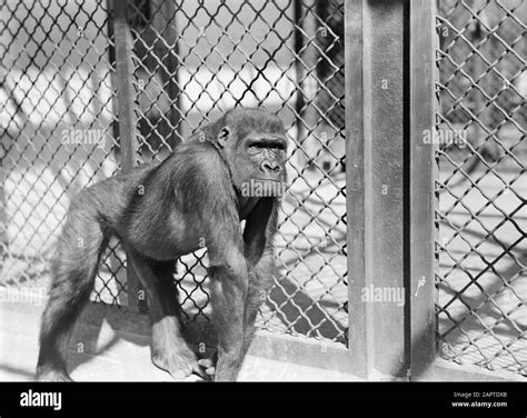 Zoo Jardin des Plantes, Vincennes Gorilla's Date: June 1936 Location: Paris Keywords: monkeys ...