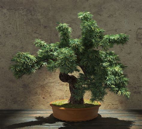 13 Types of Bonsai Trees (by Style and Shape Plus Pictures)