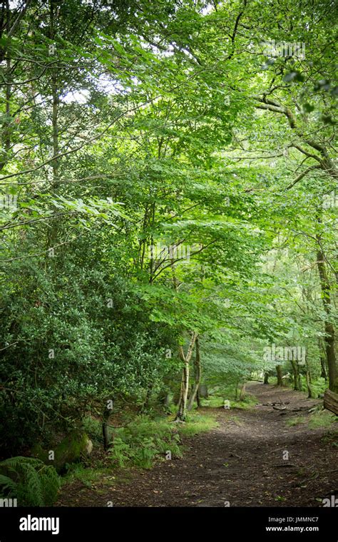 Forest row east sussex england uk hi-res stock photography and images - Alamy