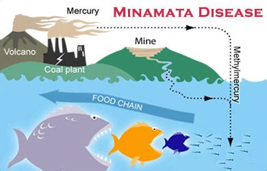 Minamata Disease - Causes, Symptoms, Signs, Diagnosis, Treatment