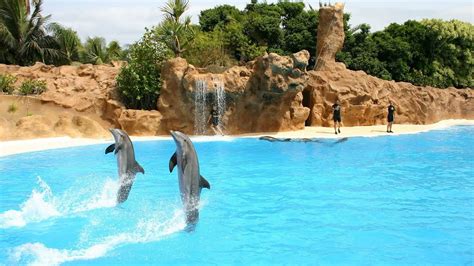 Dolphin & Seal Show at Sentosa, Singapore - YouTube