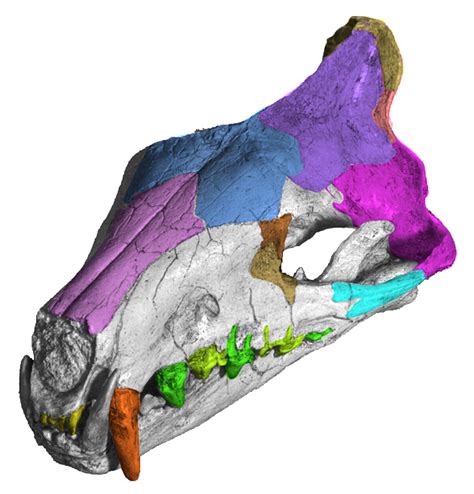 Hyaenodon, Callistoe and Harpagolestes