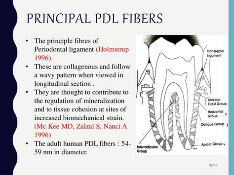 Periodontal ligament