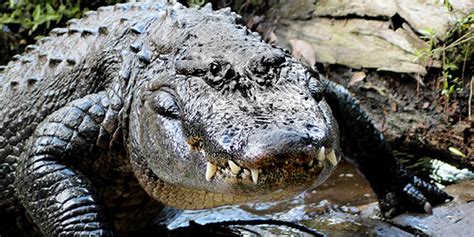 American Alligator | National Wildlife Federation