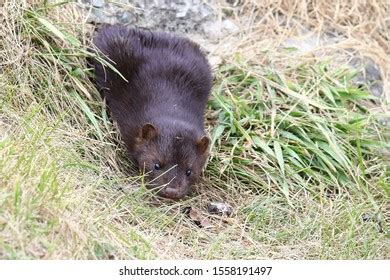 147 Mustela Lutreola Images, Stock Photos & Vectors | Shutterstock