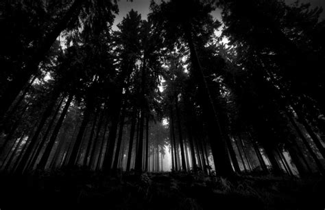 Dark Forest Aesthetic Wallpapers - Top Free Dark Forest Aesthetic Backgrounds - WallpaperAccess