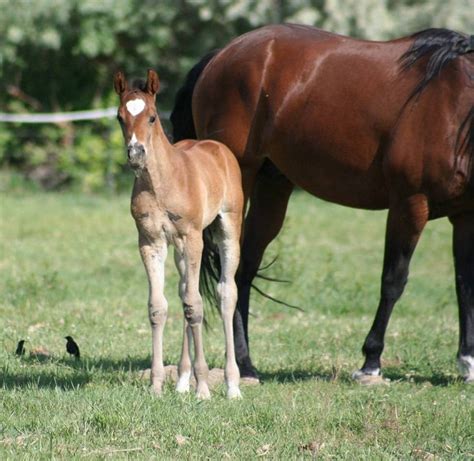 Hungarian Warmblood Horse Info, Origin, History, Pictures