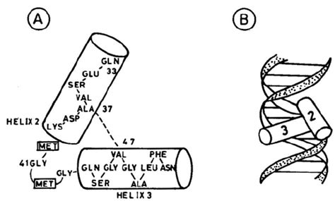 (A) The helix-turn-helix motif of λ -repressor. Amino acids 33(GLN ...