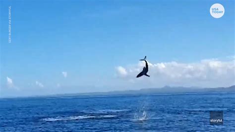 Mako Shark Jumping