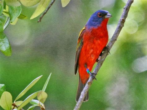 Bird Directory: Painted Bunting