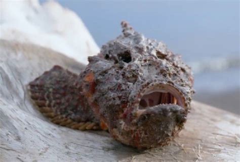 Stonefish: The World’s Deadliest And Most Venomous Fish