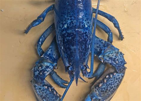 Rare blue lobster found in Cape Cod seafood restaurant, a one in two million find - masslive.com