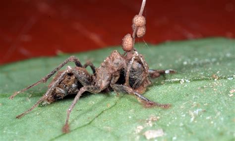 Mind-controlling parasites are some of the scariest creatures around